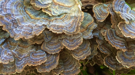 Bracket Fungus -- Bracket fungus grows on a log in Florida Caverns State Park