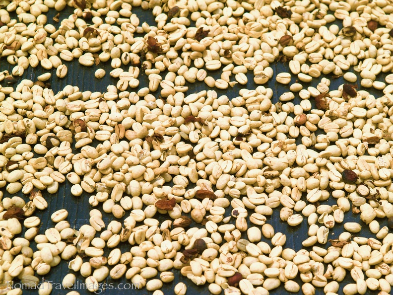 Drying Coffee Beans.jpeg