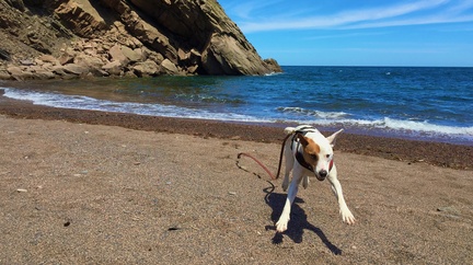 Running Free -- Rover does a happy dance on Meat Cove Beach at the northern tip of Nova Scotia