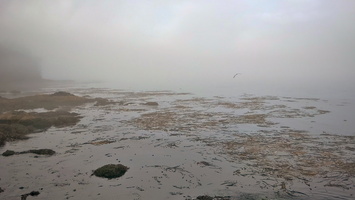 Seagull in Fog