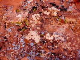 Lichen on Aztec Sandstone