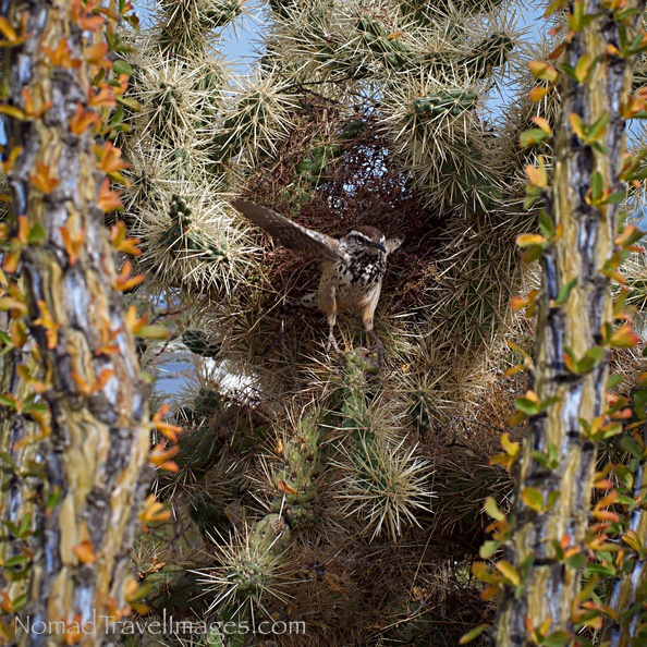Cactus Wren.jpeg